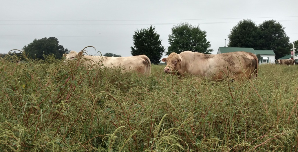 Male Bulls on the Farm